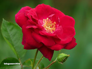 Red Rose Flower, Red Rose Wallpapers, Red Rose images, red rose bouquet, red rose images HD, quotes with Red Rose