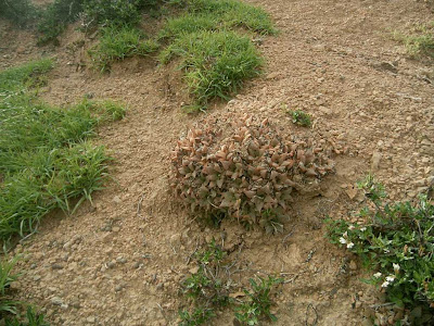 Haworthia acuminata