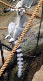 ring tailed lemurs