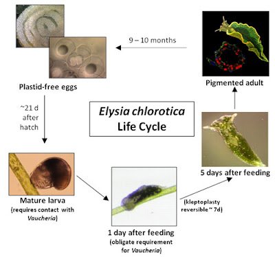 Elysia Chlorotica, Hewan Yang Bisa Fotosintesis