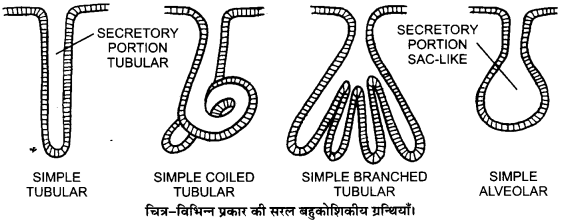 Solutions Class 11 जीव विज्ञान Chapter-7 (प्राणियों में संरचनात्मक संगठन)