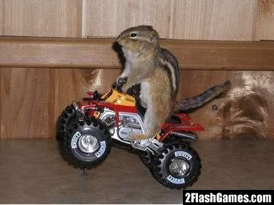 Chipmunk Video Pics