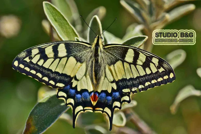 H φωτογραφία της ημέρας: Papilio machaon η μεγαλύτερη πεταλούδα της Ευρώπης 