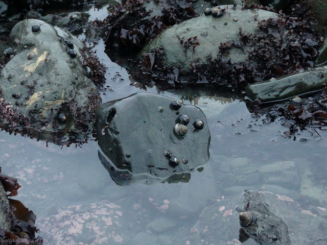 lots of snails on rocks