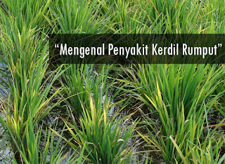 Mengenal Secara Singkat Penyakit Kerdil Rumput Pada Flora Padi