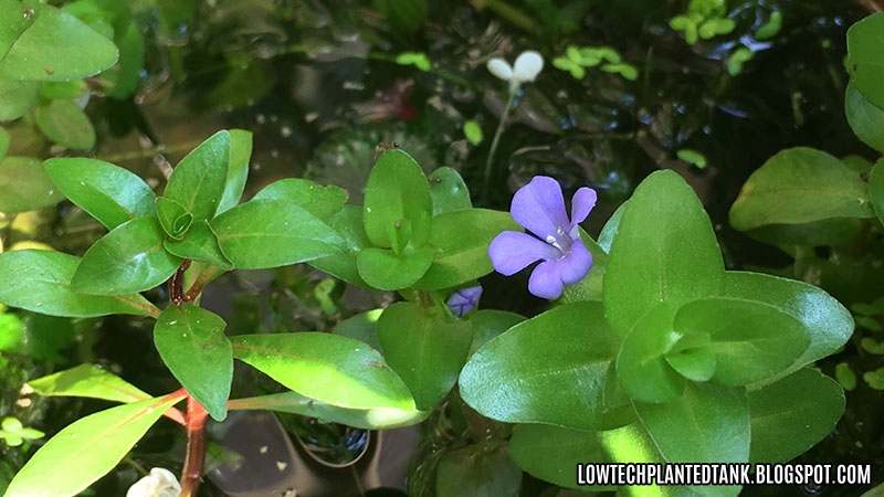 outdoor aquatic plants