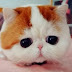 Snoopybabe, the Cute Flat-Faced Cat Taking the Chinese Internet by Storm