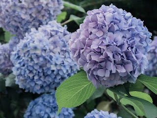 HORTENSIA