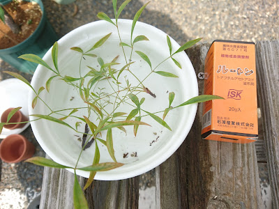 発根促進剤ルートン