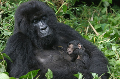 WELCOMING THE BABY GORILLA IN VOLCANOES NATIONAL PARK