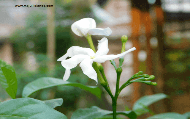 Majuli Flower