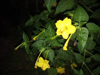 Marvel of peru flower yellow