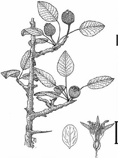 Груша гиффанская (Pyrus giffanica)