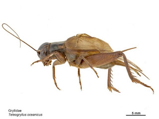 The cricket on Kauai was silenced by natural selection. It is falsely called evolution.