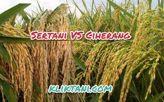 sertani vs ciherang