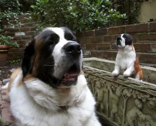 Dogs with their small versions