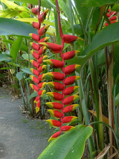 Heliconia rostré - Pince de homard - Heliconia rostrata