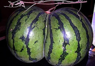 twin shape of watermelon