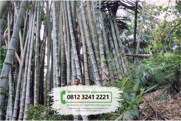  Jual  Bibit Pohon Bambu  Petung Betung  CariBibit com