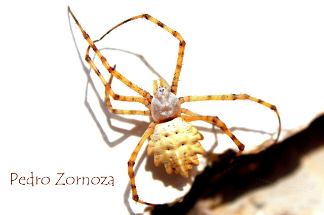 Argiope lobata