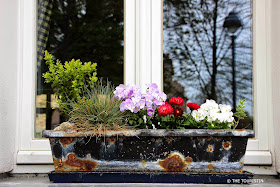 Plants in a black slightly rusty flower box sitting on a white window sill, with blue-white checkered curtains in the window.