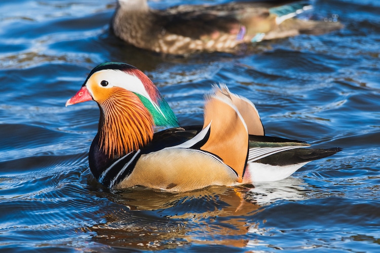 male and female mandarin ducks