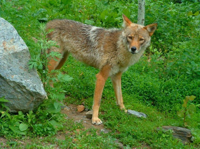 15 Most Unreal Hybrid Animals Created By Scientists