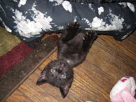 cat under the couch, funny cat photos