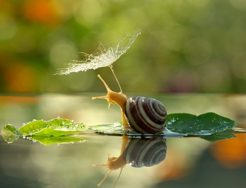 stunning macro photography