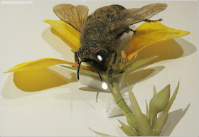 Las Flores de Vidrio en el Harvard Museum of Natural History