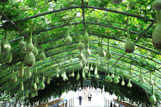 Những mẫu thiết kế vườn rau sạch tại nhà vào mùa mưa Sài Gòn