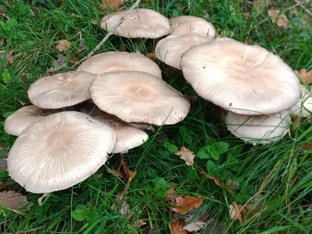 Yellow Stainer mushroom Agaricus xanthodermus, Indre et Loire, France. Photo by Loire Valley Time Travel.