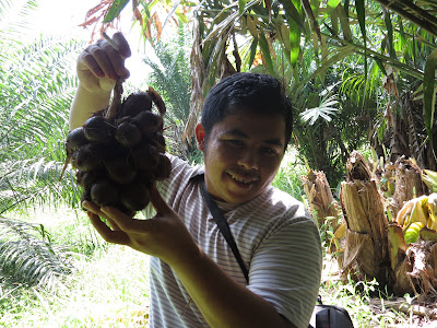 Warna warni hidupku: Buah Salak oh Buah Salak.