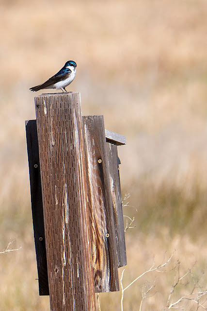 Barn Swallow, bird, birdwatching, nature, birdbox, birdhouse, wildlife, landscape, deer, muskrat, ducks, fawn, 