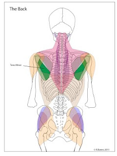 A diagram of the back muscles, highlighting the teres minor