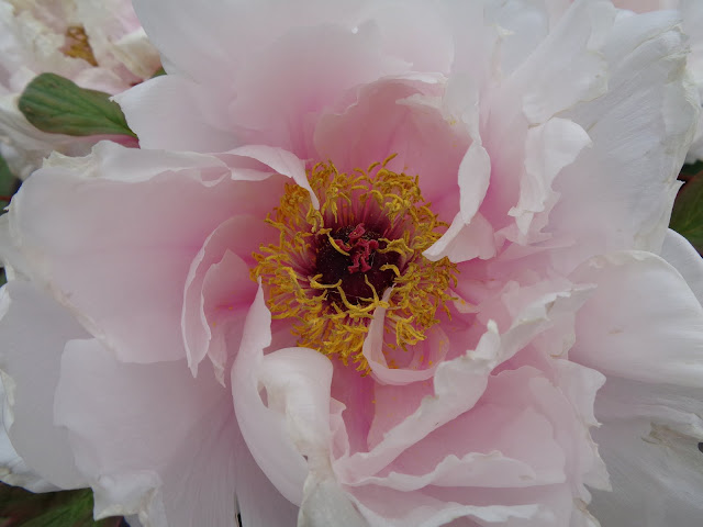 燕趙園の牡丹の花