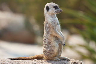 Meerkat | Characteristics, Habitat, Diet, Behavior, Facts and Pictures