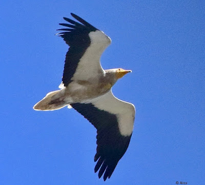 Egyptian Vulture  Once common now rare