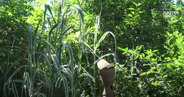 Visite du Jardin d'Entêoulet dans le Gers