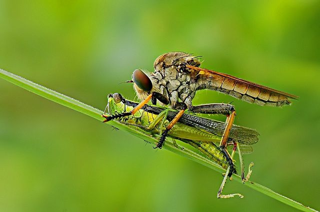 The Most amazing Animal closeup Photography