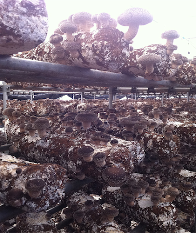 mushroom cultivation, including China mushroom logs