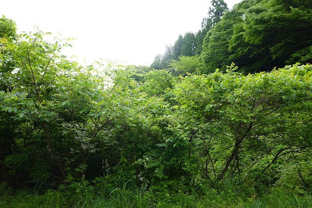 鳥取県西伯郡南部町八金 金華山登山口からの眺望