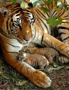 See more Mama Tiger with babies