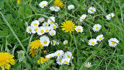 Growing common daisies