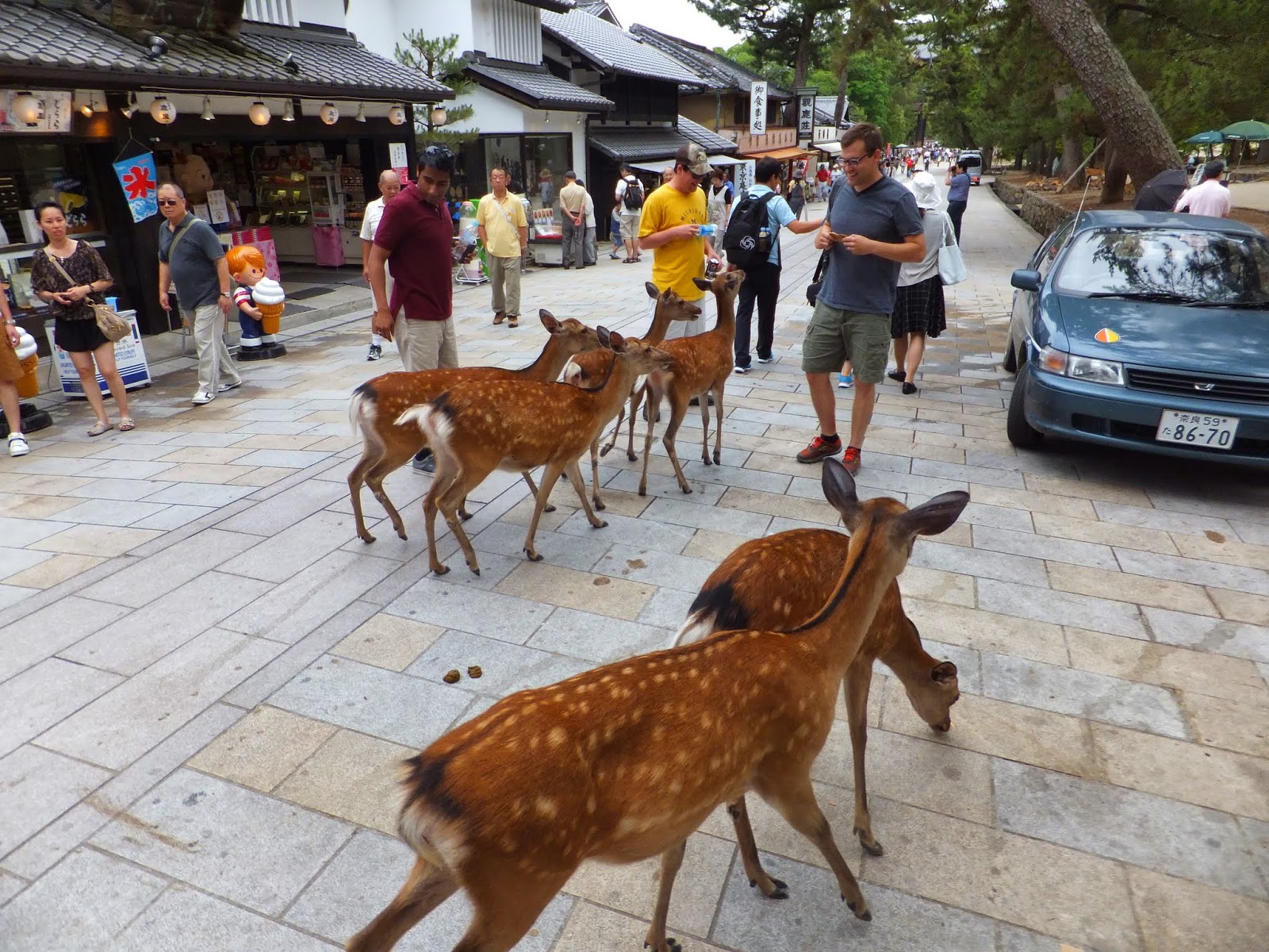 The deer of Nara