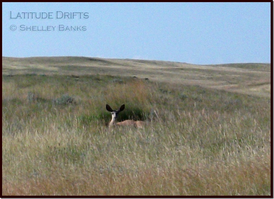 Female mule deer - photo by Shelley Banks