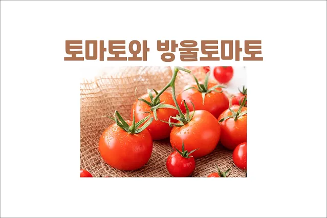 토마토와-방울토마토-차이점-비교