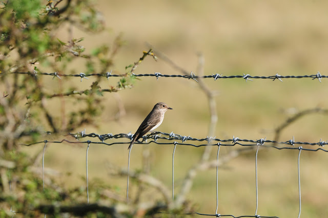 Spotted Flycatcher at Adder Alley Pulborough Brooks