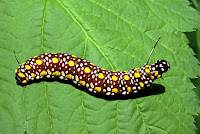 Parantica aglea larva