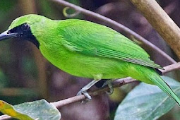 Cara Merawat Burung Cucak ijo Agar Cepat Berkicau